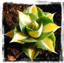 王妃雷神 王妃雷神