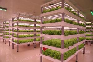 植物工廠立體水培生菜