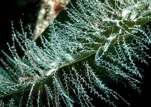 瘦水母目 瘦水母目