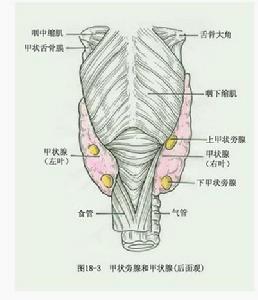 甲狀腺後面觀