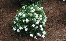 林蘭[梔子花的別名]