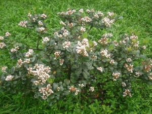 厚葉石斑木 厚葉石斑木