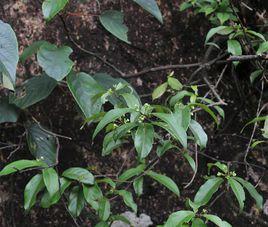 巴戟天屬 巴戟天屬