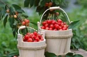 橫溪上任村櫻桃採摘