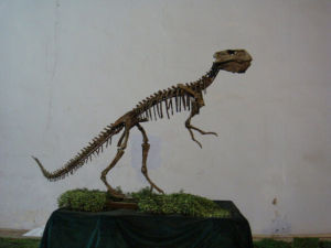 楊氏鸚鵡嘴龍 楊氏鸚鵡嘴龍