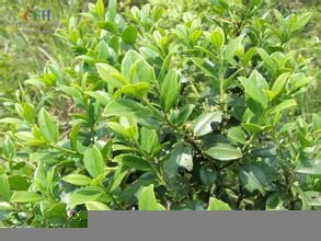 硬葉雲南冬青