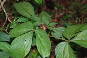 長葉千斤拔 長葉千斤拔