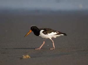 澳洲斑蠣鷸 澳洲斑蠣鷸