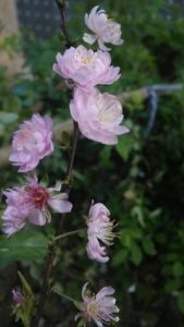 圓枝多核果 圓枝多核果