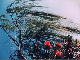 大理四絕 大理四絕