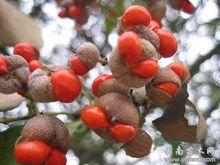 紅果冬青[無患子目冬青科植物]