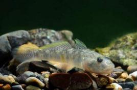 子陵櫛鰕虎魚 子陵櫛鰕虎魚