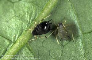 菜豆蚜蟲 菜豆蚜蟲