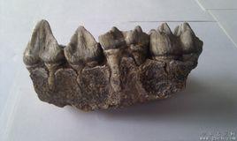 恐龍的牙齒