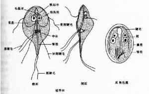 藍氏賈第鞭毛蟲