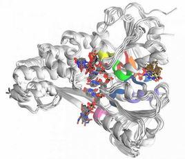酶分子定向進化理論 酶分子定向進化理論