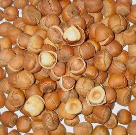 鐵嶺榛子 鐵嶺榛子