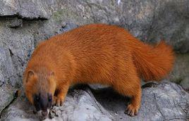 黃皮子[黃鼠狼別稱]