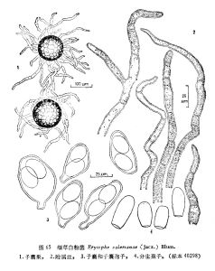 纈草白粉菌 纈草白粉菌