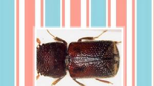 雙棘長蠹 雙棘長蠹