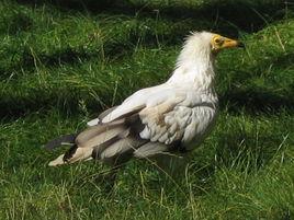 埃及禿鷲 埃及禿鷲