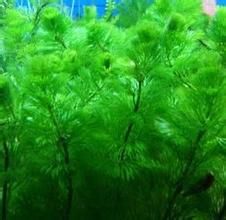 綠菊花草 綠菊花草