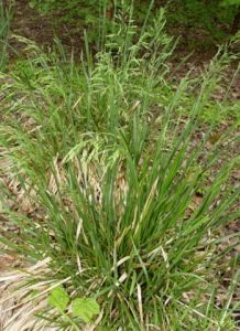 緬甸早熟禾 緬甸早熟禾