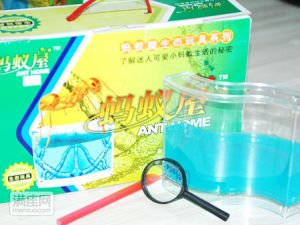 生態螞蟻 生態螞蟻