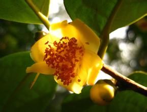 頂生金花茶 頂生金花茶