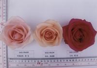 粉妝[月季品種]