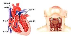 心肌受累 心肌受累