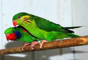 紅脅吸蜜鸚鵡 紅脅吸蜜鸚鵡