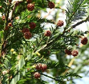 北美紅杉 北美紅杉