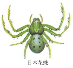 日本隱蛛 日本隱蛛