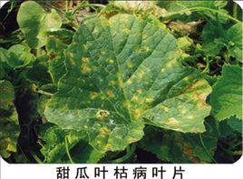 甜瓜葉枯病 甜瓜葉枯病