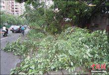 10日上午泉州市區樹木受損嚴重街道一片狼藉