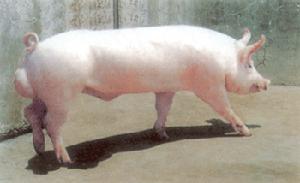 河南諸美種豬育種集團有限公司 河南諸美種豬育種集團有限公司