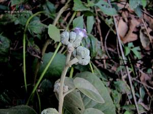 黃傘白鶴藤 黃傘白鶴藤