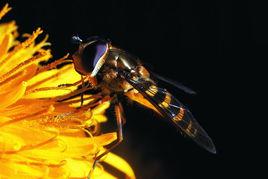 江淮之蜂蟹 江淮之蜂蟹