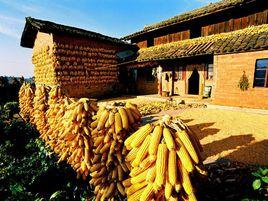 石缸沖村 石缸沖村