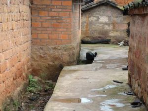 整很自然村 整很自然村