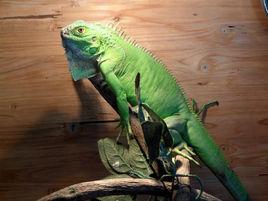 長尾鬣蜥 長尾鬣蜥