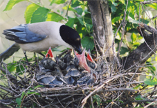 吉林高新技術產業開發區