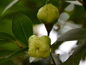 滇南蒲桃 滇南蒲桃