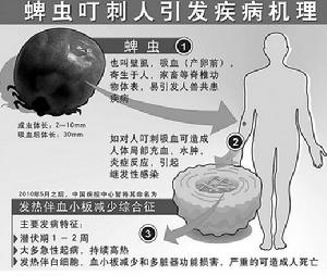 無形體病臨床表現