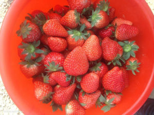 皇城大觀園 皇城大觀園