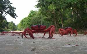 陸地紅蟹