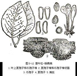 松楊柵鏽菌 松楊柵鏽菌