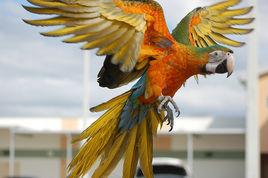 卡米洛特金剛鸚鵡 卡米洛特金剛鸚鵡