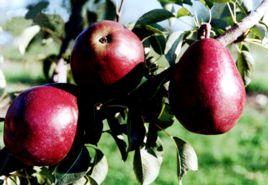 紅考密斯梨 紅考密斯梨